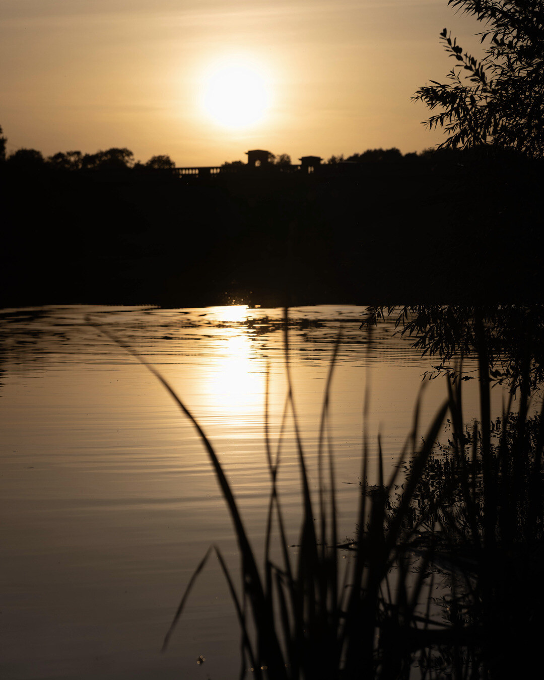 Low sun reflecting across a still lake, framed by reeds and overhanging branches.