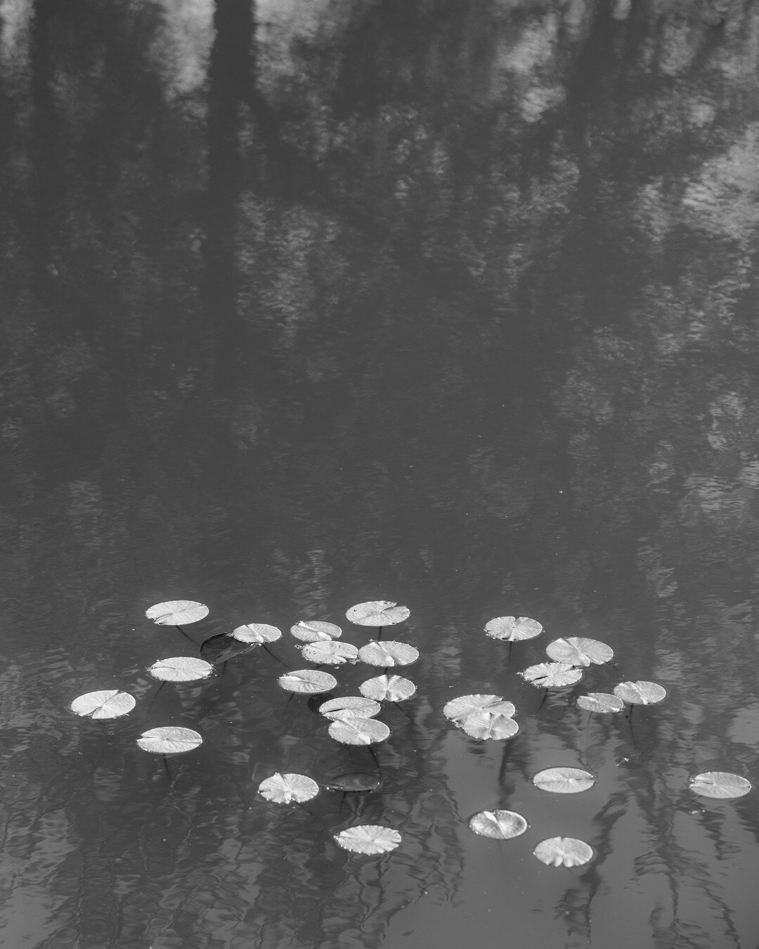 Pale lily pads floating on dark still water beneath soft tree reflections.